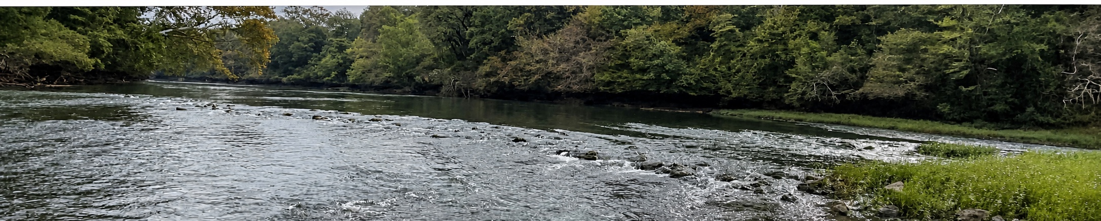 A shallow rock shoal stretching across a tree-lined river